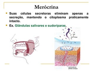 Merócrina
   Suas células secretoras eliminam apenas a
    secreção, mantendo o citoplasma praticamente
    intacto.
   Ex. Glândulas salivares e sudoríparas.
 