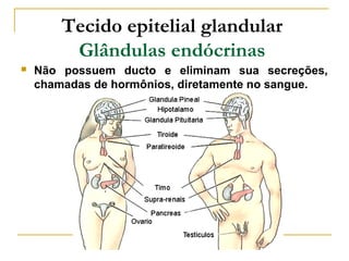 Tecido epitelial glandular
         Glândulas endócrinas
   Não possuem ducto e eliminam sua secreções,
    chamadas de hormônios, diretamente no sangue.
 
