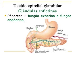 Tecido epitelial glandular
         Glândulas anfícrinas
   Pâncreas – função exócrina e função
    endócrina.
 