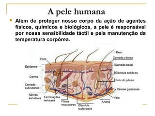A pele humana
   Além de proteger nosso corpo da ação de agentes
    físicos, químicos e biológicos, a pele é responsável
    por nossa sensibilidade táctil e pela manutenção da
    temperatura corpórea.
 