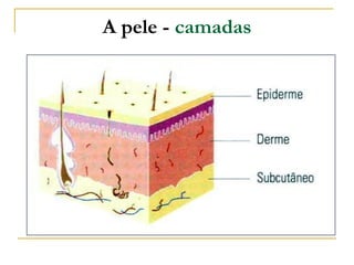 A pele - camadas
 