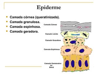 Epiderme
   Camada córnea (queratinizada).
   Camada granulosa.
   Camada espinhosa.
   Camada geradora.
 