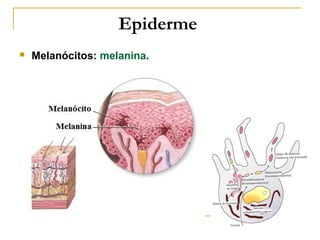 Epiderme
   Melanócitos: melanina.
 
