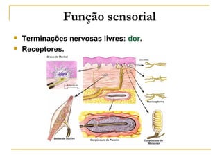 Função sensorial
   Terminações nervosas livres: dor.
   Receptores.
 