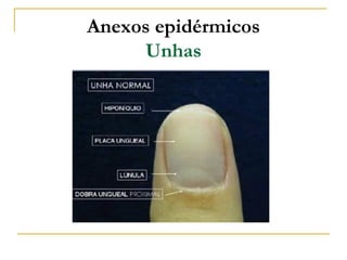 Anexos epidérmicos
     Unhas
 
