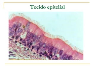 Tecido epitelial
 