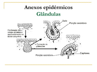 Anexos epidérmicos
    Glândulas
 