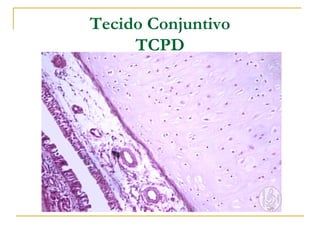 Tecido Conjuntivo
     TCPD
 