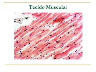 Tecido Muscular
 