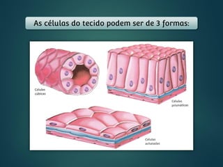 As células do tecido podem ser de 3 formas:
 