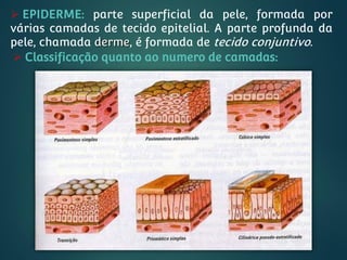  EPIDERME: parte superficial da pele, formada por
várias camadas de tecido epitelial. A parte profunda da
pele, chamada derme, é formada de tecido conjuntivo.
 Classificação quanto ao numero de camadas:
 