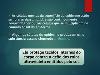  As células mortas da superfície da epiderme estão
sempre se descamando e são continuamente
renovadas por outras células que se multiplicam na
camada basal da epiderme
 Algumas células da epiderme produzem uma
substância escura chamada melanina.
Ela protege tecidos internos do
corpo contra a ação dos raios
ultravioleta emitidos pelo sol.
 