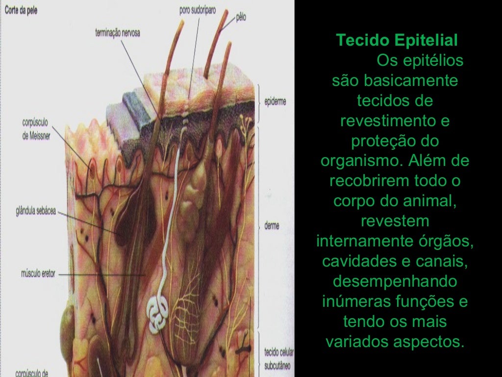 Com Relação Ao Tecido Epitelial Podemos Afirmar