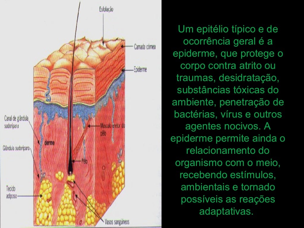 Com Relacao Ao Tecido Epitelial Podemos Afirmar