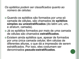 Os epitélios podem ser classificados quanto ao
número de células:
 Quando os epitélios são formados por uma só
camada de células, são chamados de epitélios
simples ou uniestratificados (do latim uni, um,
e stratum, camada).
 Já os epitélios formados por mais de uma camada
de células são chamados estratificados.
 Existem ainda epitélios que, apesar de formados
por uma única camada celular, têm células de
diferentes alturas, o que dá a impressão de serem
estratificados. Por isso, eles costumam ser
denominados pseudo-estratificados.
 