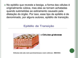  No epitélio que reveste a bexiga, a forma das células é
originalmente cúbica, mas elas se tornam achatadas
quando submetidas ao estiramento causado pela
dilatação do órgão. Por isso, esse tipo de epitélio é de
denominado, por alguns autores, epitélio de transição.
 