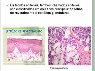  Os tecidos epiteliais, também chamados epitélios,
são classificados em dois tipos principais: epitélios
de revestimento e epitélios glandulares:
Epitélio glandular
 