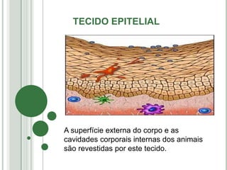 TECIDO EPITELIAL
A superfície externa do corpo e as
cavidades corporais internas dos animais
são revestidas por este tecido.
 