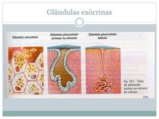 Glândulas exócrinas
 