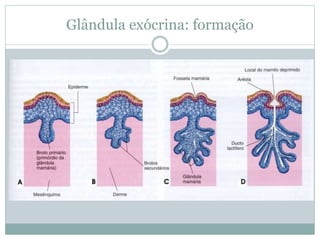 Glândula exócrina: formação
 
