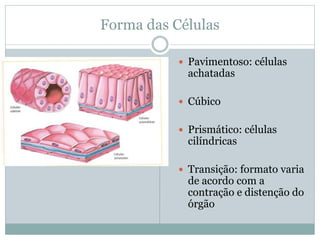 Forma das Células
 Pavimentoso: células
achatadas
 Cúbico
 Prismático: células
cilíndricas
 Transição: formato varia
de acordo com a
contração e distenção do
órgão
 