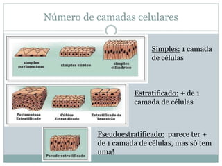 Número de camadas celulares
Simples: 1 camada
de células
Estratificado: + de 1
camada de células
Pseudoestratificado: parece ter +
de 1 camada de células, mas só tem
uma!
 
