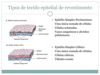 Tipos de tecido epitelial de revestimento
 Epitélio Simples Pavimentoso:
- Uma única camada de células
- Células achatadas.
- Vasos sanguíneos e alvéolos
pulmonares.
 Epitélio Simples Cúbico:
- Uma única camada de células;
- Células cúbicas.
- Túbulos renais.
 