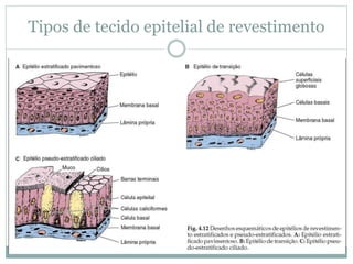 Tipos de tecido epitelial de revestimento
 