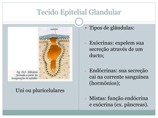 Tecido Epitelial Glandular
 Tipos de glândulas:
- Exócrinas: expelem sua
secreção através de um
ducto;
- Endócrinas: sua secreção
cai na corrente sanguínea
(hormônios);
- Mistas: função endócrina
e exócrina (ex. pâncreas).
Uni ou pluricelulares
 