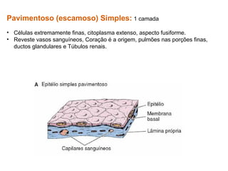 Pavimentoso (escamoso) Simples: 1 camada
• Células extremamente finas, citoplasma extenso, aspecto fusiforme.
• Reveste vasos sanguíneos, Coração é a origem, pulmões nas porções finas,
ductos glandulares e Túbulos renais.
 