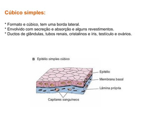 Cúbico simples:
* Formato e cúbico, tem uma borda lateral.
* Envolvido com secreção e absorção e alguns revestimentos.
* Ductos de glândulas, tubos renais, cristalinos e íris, testículo e ovários.
 