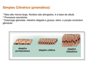 Simples Cilíndrico (prismático):
* Mais alto menos largo. Núcleos são alongados, é a base da célula.
* Processos secretores
* Estomago glandular, intestino delgado e grosso, útero, e porção condutora
glandular
 