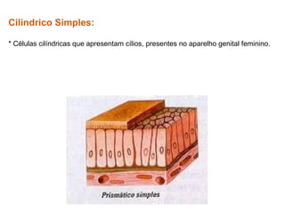 Cilíndrico Simples:
* Células cilíndricas que apresentam cílios, presentes no aparelho genital feminino.
 