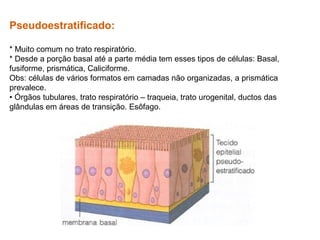 Pseudoestratificado:
* Muito comum no trato respiratório.
* Desde a porção basal até a parte média tem esses tipos de células: Basal,
fusiforme, prismática, Caliciforme.
Obs: células de vários formatos em camadas não organizadas, a prismática
prevalece.
• Órgãos tubulares, trato respiratório – traqueia, trato urogenital, ductos das
glândulas em áreas de transição. Esôfago.
 