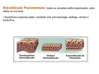 Estratificado Pavimentoso: todas as camadas estão organizadas, cada
célula na sua área.
* Superfícies corporais (pele), cavidade oral, pré-estomago, esôfago, córnea e
conjuntiva.
 