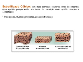 Estratificado Cúbico: tem duas camadas celulares, difícil de encontrar
esse epitélio porque estão em áreas de transição entra epitélio simples e
estratificado.
* Trato genital, Ductos glandulares, zonas de transição
 