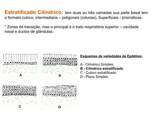 Estratificado Cilíndrico: tem duas ou três camadas sua parte basal tem
o formato cubico, intermediaria – poligonais (colunas), Superficiais - prismáticas.
* Zonas de transição, mas o principal é o trato respiratória superior – cavidade
nasal e ductos de glândulas.
Esquemas de variedades de Epitélios:
A - Cilíndrico Simples.
B - Cilíndrico estratificado.
C - Cubico estratificado.
D - Plano Simples.
 
