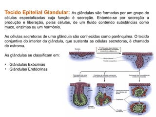 Tecido Epitelial Glandular: As glândulas são formadas por um grupo de
células especializadas cuja função é secreção. Entende-se por secreção a
produção e liberação, pelas células, de um fluido contendo substâncias como
muco, enzimas ou um hormônio.
As células secretoras de uma glândula são conhecidas como parênquima. O tecido
conjuntivo do interior da glândula, que sustenta as células secretoras, é chamado
de estroma.
As glândulas se classificam em:
• Glândulas Exócrinas
• Glândulas Endócrinas
 