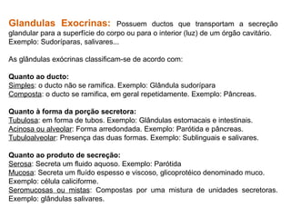 Glandulas Exocrinas: Possuem ductos que transportam a secreção
glandular para a superfície do corpo ou para o interior (luz) de um órgão cavitário.
Exemplo: Sudoríparas, salivares...
As glândulas exócrinas classificam-se de acordo com:
Quanto ao ducto:
Simples: o ducto não se ramifica. Exemplo: Glândula sudorípara
Composta: o ducto se ramifica, em geral repetidamente. Exemplo: Pâncreas.
Quanto à forma da porção secretora:
Tubulosa: em forma de tubos. Exemplo: Glândulas estomacais e intestinais.
Acinosa ou alveolar: Forma arredondada. Exemplo: Parótida e pâncreas.
Tubuloalveolar: Presença das duas formas. Exemplo: Sublinguais e salivares.
Quanto ao produto de secreção:
Serosa: Secreta um fluido aquoso. Exemplo: Parótida
Mucosa: Secreta um fluído espesso e viscoso, glicoprotéico denominado muco.
Exemplo: célula caliciforme.
Seromucosas ou mistas: Compostas por uma mistura de unidades secretoras.
Exemplo: glândulas salivares.
 