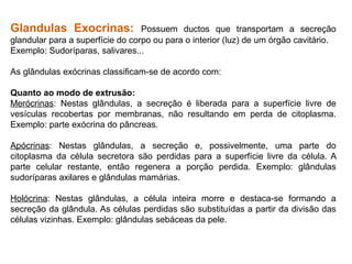 Glandulas Exocrinas: Possuem ductos que transportam a secreção
glandular para a superfície do corpo ou para o interior (luz) de um órgão cavitário.
Exemplo: Sudoríparas, salivares...
As glândulas exócrinas classificam-se de acordo com:
Quanto ao modo de extrusão:
Merócrinas: Nestas glândulas, a secreção é liberada para a superfície livre de
vesículas recobertas por membranas, não resultando em perda de citoplasma.
Exemplo: parte exócrina do pâncreas.
Apócrinas: Nestas glândulas, a secreção e, possivelmente, uma parte do
citoplasma da célula secretora são perdidas para a superfície livre da célula. A
parte celular restante, então regenera a porção perdida. Exemplo: glândulas
sudoríparas axilares e glândulas mamárias.
Holócrina: Nestas glândulas, a célula inteira morre e destaca-se formando a
secreção da glândula. As células perdidas são substituídas a partir da divisão das
células vizinhas. Exemplo: glândulas sebáceas da pele.
 