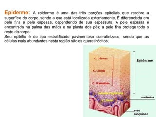 Epiderme: A epiderme é uma das três porções epiteliais que recobre a
superfície do corpo, sendo a que está localizada externamente. É diferenciada em
pele fina e pele espessa, dependendo de sua espessura. A pele espessa é
encontrada na palma das mãos e na planta dos pés; a pele fina protege todo o
resto do corpo.
Seu epitélio é do tipo estratificado pavimentoso queratinizado, sendo que as
células mais abundantes nesta região são os queratinócitos.
 