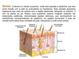 Derme: A derme é o tecido conjuntivo onde está apoiada a epiderme, que tem
como função unir a pele ao subcutâneo ou hipoderme. Esta camada apresenta
espessura que varia de acordo com a região observada, atingindo no máximo, 3
mm na planta do pé. Possui uma superfície externa irregular, podendo ser
observadas saliências, denominadas papilas dérmicas, que acompanham as
reentrâncias correspondentes da epiderme. As papilas aumentam a área de
contato entre estas duas camadas da pele, reforçando a união entre ambas.
 