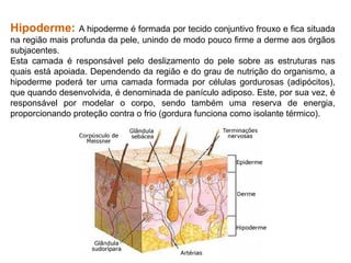 Hipoderme: A hipoderme é formada por tecido conjuntivo frouxo e fica situada
na região mais profunda da pele, unindo de modo pouco firme a derme aos órgãos
subjacentes.
Esta camada é responsável pelo deslizamento do pele sobre as estruturas nas
quais está apoiada. Dependendo da região e do grau de nutrição do organismo, a
hipoderme poderá ter uma camada formada por células gordurosas (adipócitos),
que quando desenvolvida, é denominada de panículo adiposo. Este, por sua vez, é
responsável por modelar o corpo, sendo também uma reserva de energia,
proporcionando proteção contra o frio (gordura funciona como isolante térmico).
 