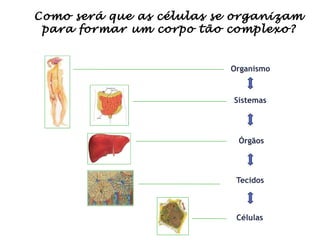 Como será que as células se organizam
para formar um corpo tão complexo?
Organismo
Órgãos
Sistemas
Tecidos
Células
 