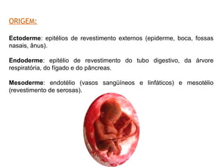 ORIGEM:
Ectoderme: epitélios de revestimento externos (epiderme, boca, fossas
nasais, ânus).
Endoderme: epitélio de revestimento do tubo digestivo, da árvore
respiratória, do fígado e do pâncreas.
Mesoderme: endotélio (vasos sangüíneos e linfáticos) e mesotélio
(revestimento de serosas).
 