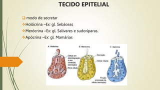 TECIDO EPITELIAL.pptx