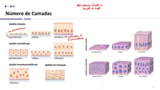 Número de Camadas
12
 