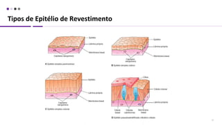 Tipos de Epitélio de Revestimento
17
 