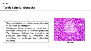 Tecido Epitelial Glandular
25
• São constituídos por células especializadas
na atividade de secreção;
• Substâncias: Muco, enzimas ou hormônios;
• Sintetizar, armazenar e eliminar proteínas
(Ex: pâncreas), lipídios (ex: adrenal e as
glândulas sebáceas) ou complexos de
carboidrato e proteínas (ex: glândulas
salivares).
Pâncreas
 