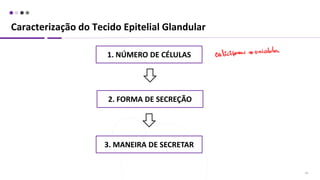 Caracterização do Tecido Epitelial Glandular
26
1. NÚMERO DE CÉLULAS
2. FORMA DE SECREÇÃO
3. MANEIRA DE SECRETAR
 
